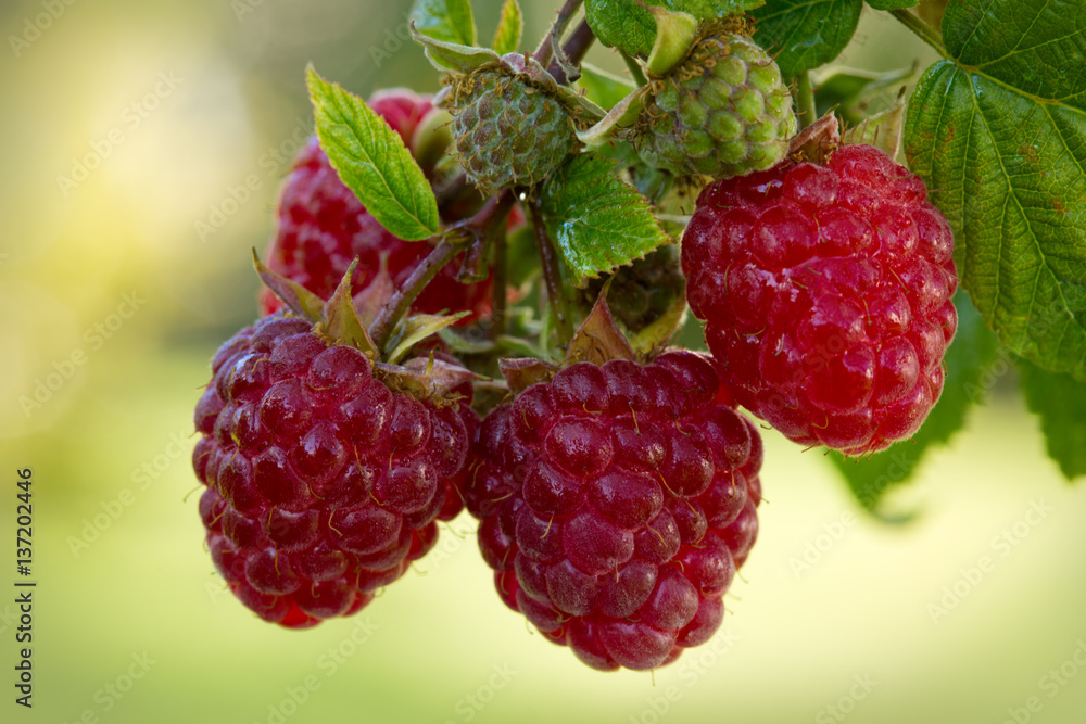 Close-up of the ripe raspberry in the fruit garden. Close-up of the ripe raspberry in the fruit garden.