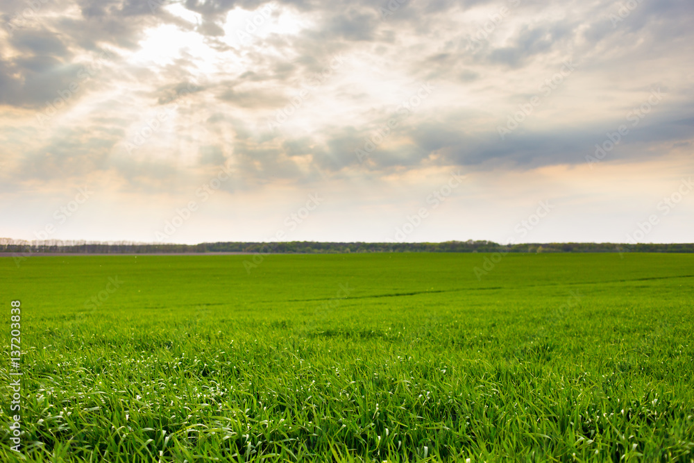 Green field and sky, sky with clouds, green grass,spring summer concept, nature concept