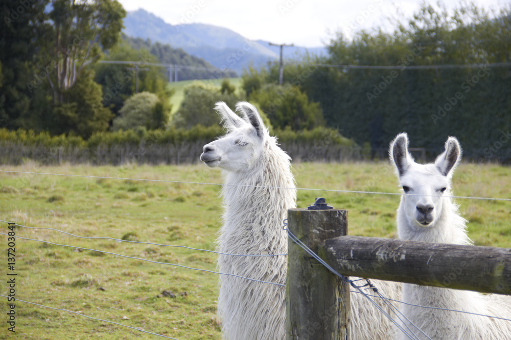 Naklejka premium Alpaca looking at camera