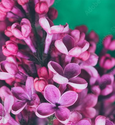 branch of lilac flowers closeup. shallow depth of field, selective focus, toned photo