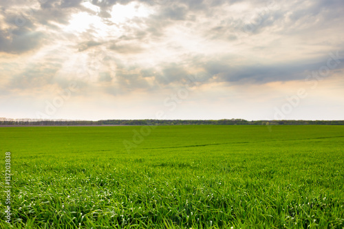 Green field and sky  sky with clouds  green grass spring summer concept  nature concept