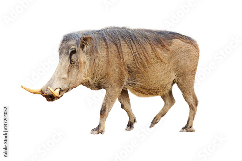 Canvas Print Warthog Profile Isolated