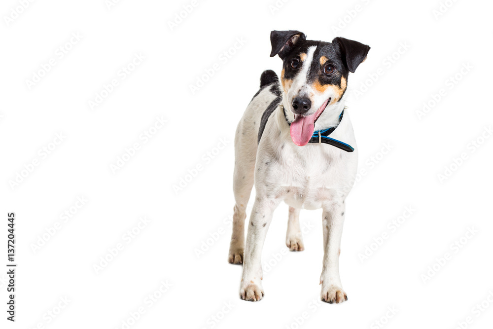 Fox terrier posing in studio on white background. isolated Fox terrier posing in studio on white background. isolated