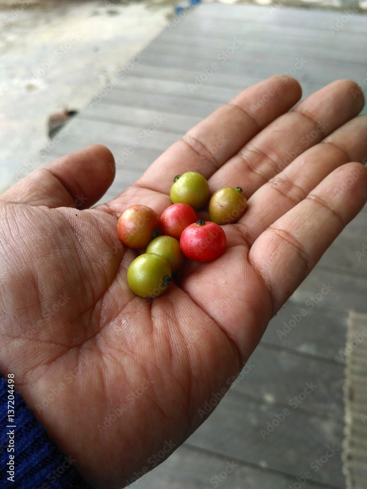 fresh cherry fruit on the left palm fresh cherry fruit on the left palm