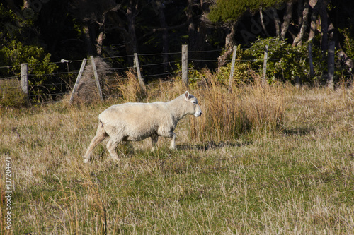 Sheep walking on nature green meadow