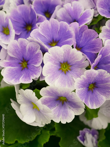 プリムラの花