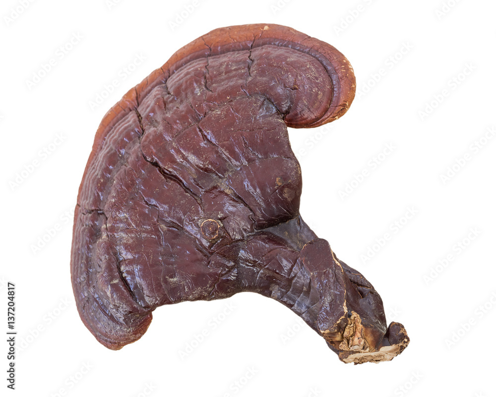 Ganoderma Lucidum Mushroom on white background Ganoderma Lucidum Mushroom on white background