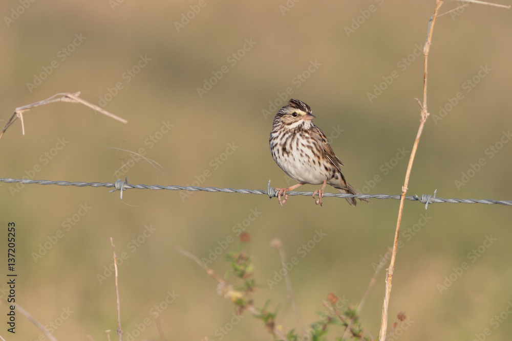 Savannah sparrow perched at sunrise on Joe Overstreet Road near Lake Kissimmee Florida Savannah sparrow perched at sunrise on Joe Overstreet Road near Lake Kissimmee Florida