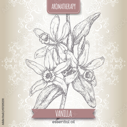 Vanilla sketch on black background.