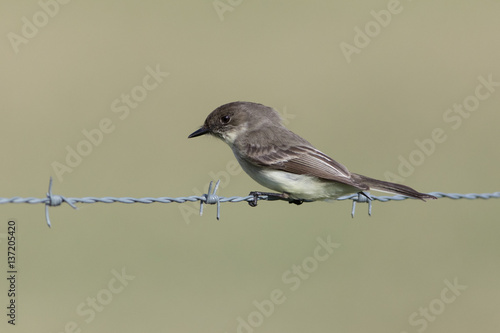  Eastern Phoebe perched at sunrise on Joe Overstreet Road near Lake Kissimmee Florida photo