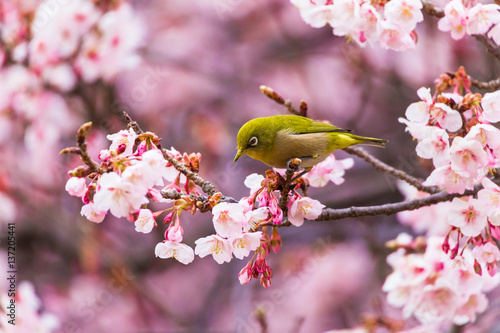 The Japanese White eye.The background is winter cherry blossoms. Located in Shinjuku, Tokyo Prefecture Japan.