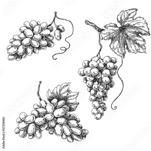 Grape sketch monochrome