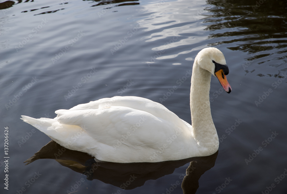 White Swan White Swan