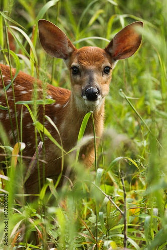 White-tailed deer fawn in tall grass.