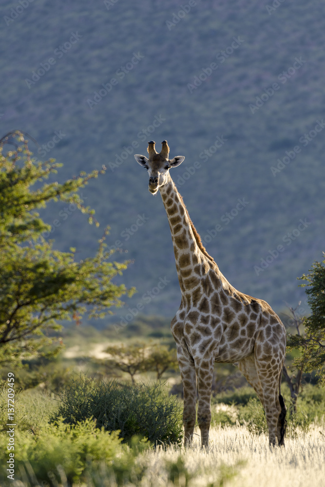 Obraz premium South African Giraffe or Cape Giraffe (Giraffa giraffa giraffa). Southern Kalahari. Northern Cape. South Africa.