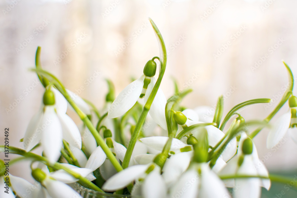 Snowdrops bouquet by the window close Snowdrops bouquet by the window close
