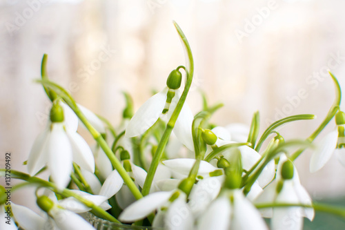 Wallpaper Mural Snowdrops bouquet by the window close Torontodigital.ca