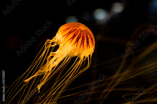 Orange jellyfish, long tentacles