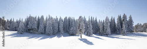 Landscape With Snowy Pine Forest