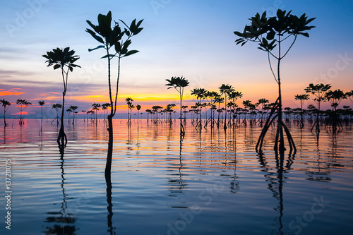 Young sprouts in mangrove forest during sunset in Thailand.