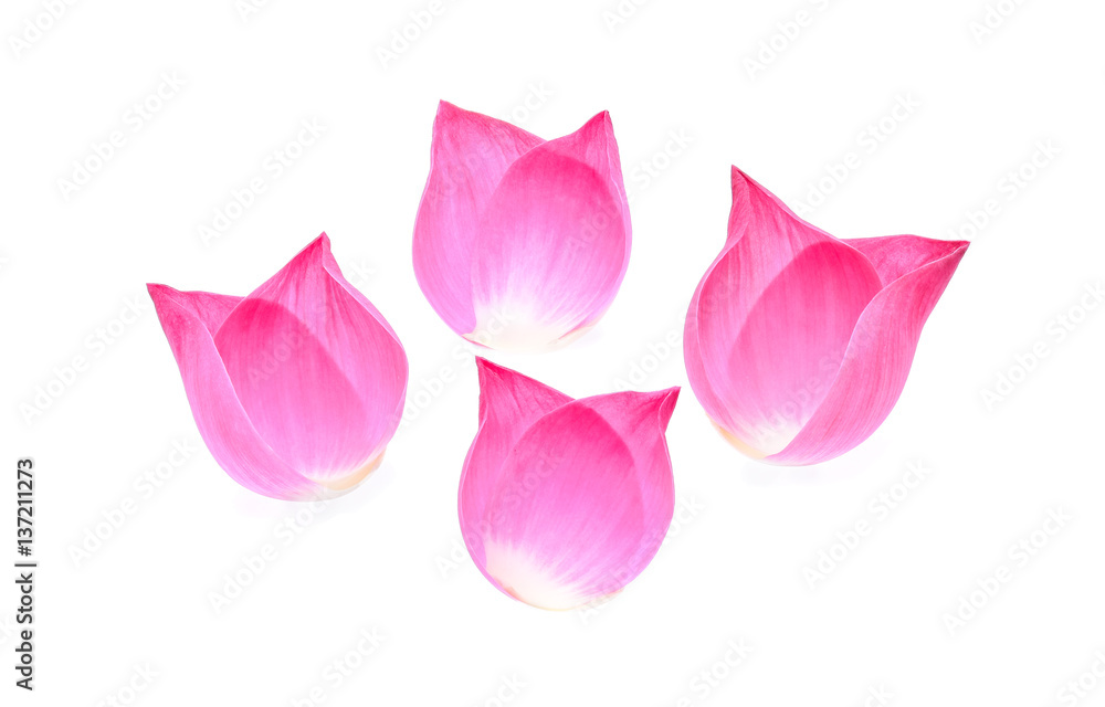 Closeup on lotus petal isolate on white background Closeup on lotus petal isolate on white background