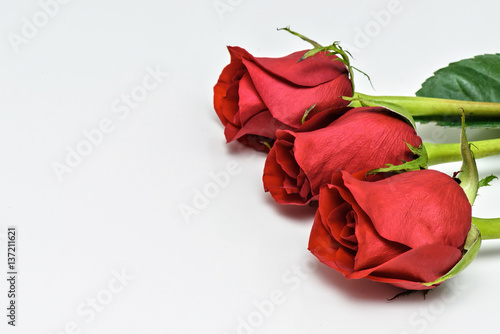 Red Roses on white background. Romantic composition for Valentine's Day, Anni...