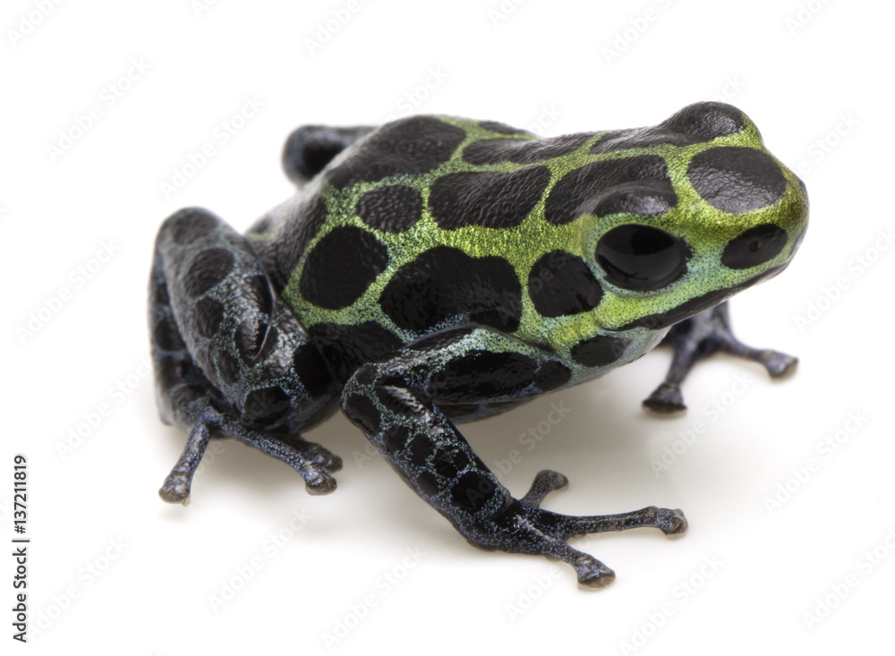 poison dart frog Ranitomeya variabilis a poisonous animal from the Amazon rain forest Stock Photo | Adobe Stock poison dart frog Ranitomeya variabilis a poisonous animal from the Amazon rain forest Stock Photo | Adobe Stock