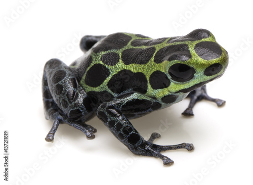 poison dart frog Ranitomeya variabilis a poisonous animal from the Amazon rain forest