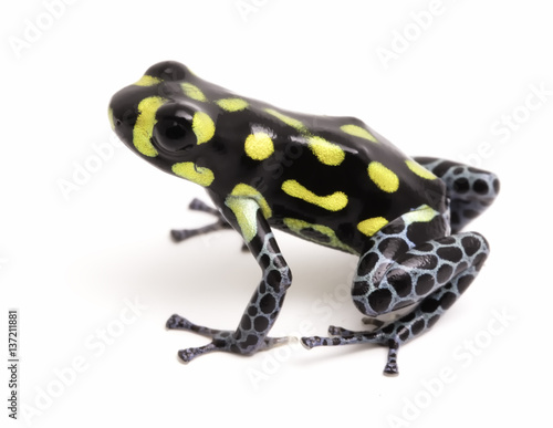 Yellow dotted poison dart or arrow frog, Ranitomeya vanzolinii. A small poisonous rain forest animal fwith warning colors. Isolated on white background..