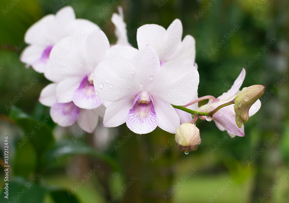 Orchid flower Orchid flower