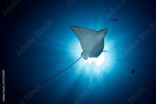 Spotted Eagle Ray -  Aetobatus ocellatus - swims under the sun. Komodo National Park, Indonesia.