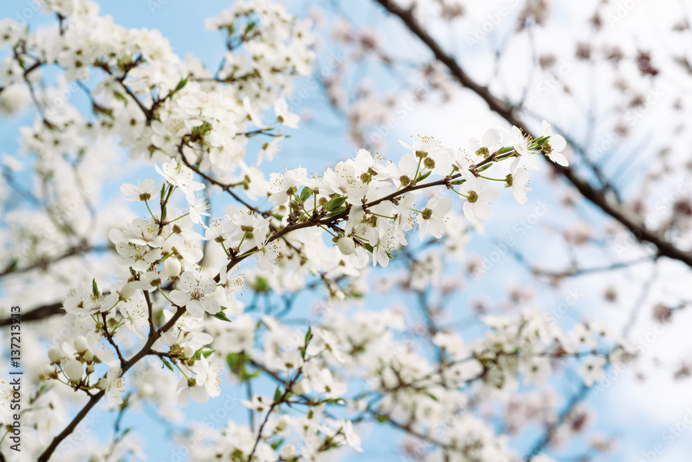 Blossoming of cherry flowers in spring time against blue sky, natural seasonal background Blossoming of cherry flowers in spring time against blue sky, natural seasonal background