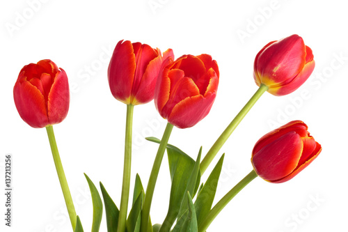 Bouquet of red tulips.