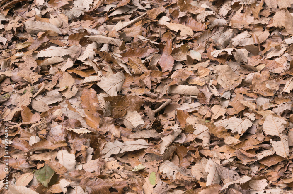 Nature autumn season colorful leave red gold yellow orange green background outdoor. Nature autumn season colorful leave red gold yellow orange green background outdoor.
