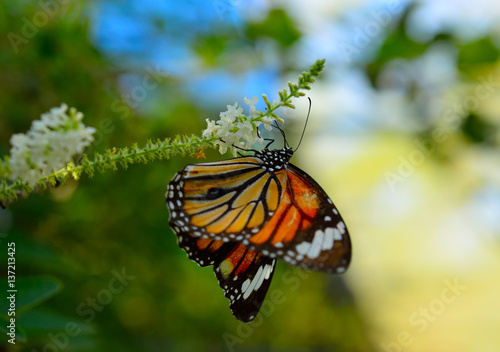 monarch butterfly on a flower © mypuy