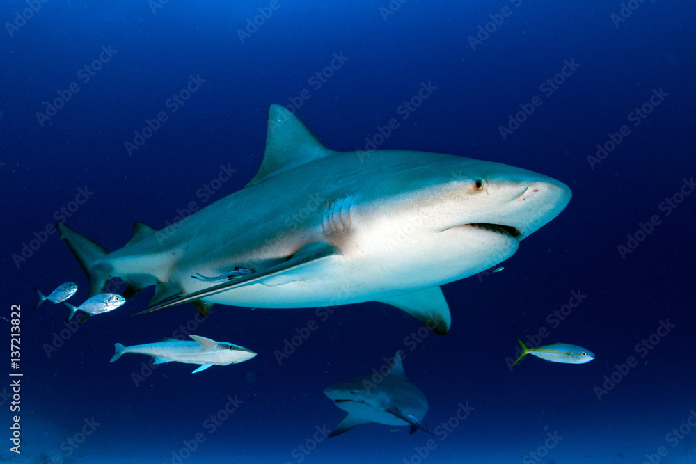 Fototapeta premium byk rekin w tle błękitnego oceanu