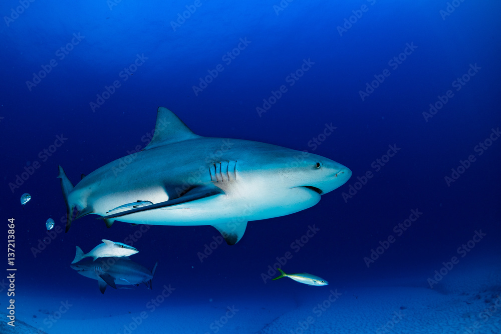 Obraz premium bull shark in the blue ocean background