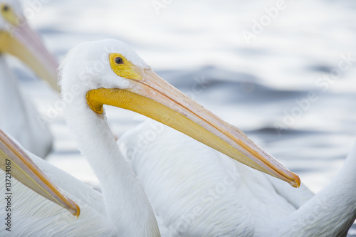 Large orange beak of an American White Pelican as it swims in the water in a flock of other pelican with soft light. © rayhennessy