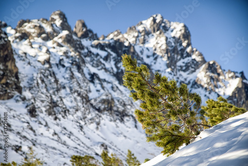 Creeping pine in mountains