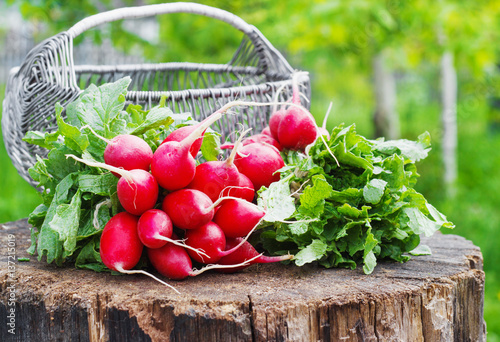 Bunch of fresh red garden radish in a basket on the stump