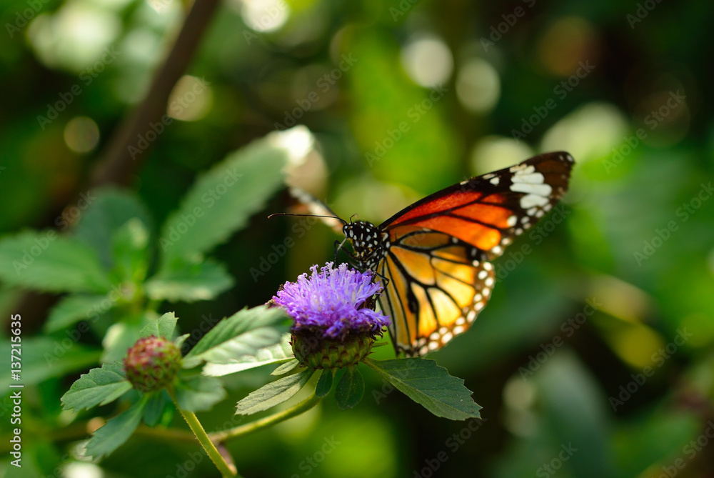Obraz premium monarch butterfly on a flower