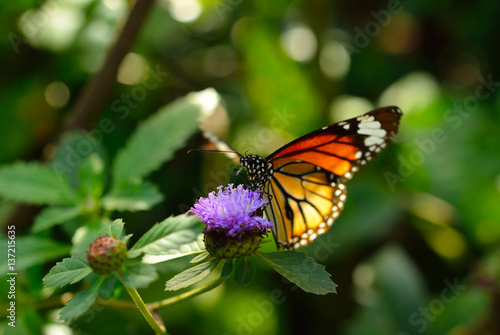 monarch butterfly on a flower