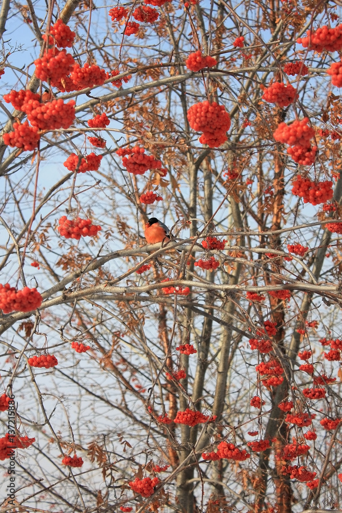 Bullfinch on branch of rowan in winter Bullfinch on branch of rowan in winter