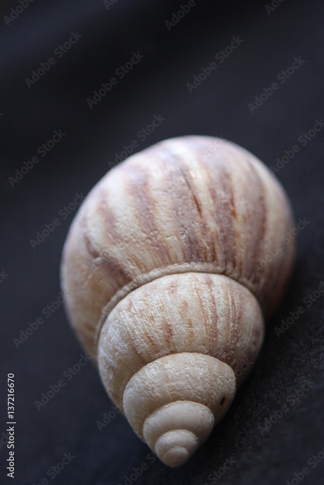 Macro Imagery Beach Seashells Natural Colors Macro Imagery Beach Seashells Natural Colors