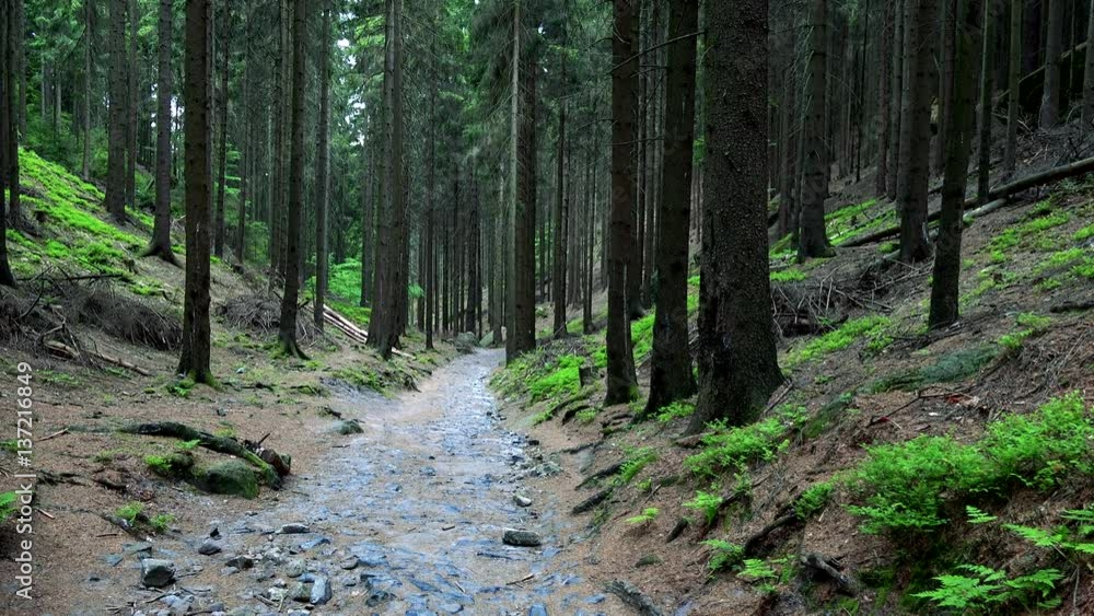 A path in a gloomy forest