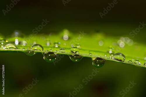 Drops of dew on the grass close up