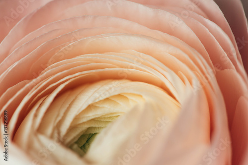 Photo tender pink ranunculus flower