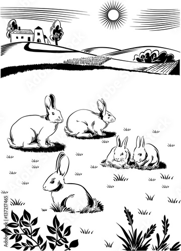Rabbits and bunnies, on a grass chewing their cud.