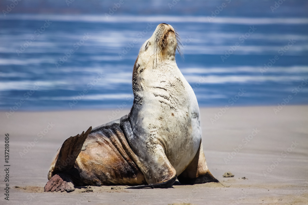 Fototapeta premium Impressive Australian sea lion on the beach sitting upright, Seal Bay, Kangaroo Island, South Australia