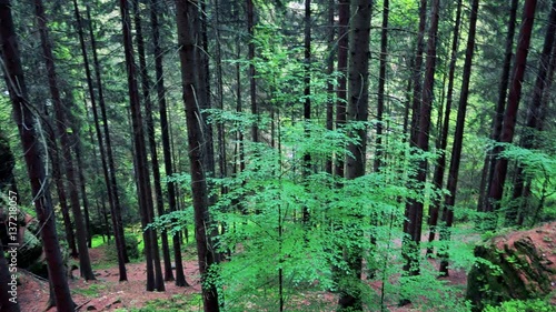 A forest from the top of a slope photo